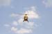 Heli1