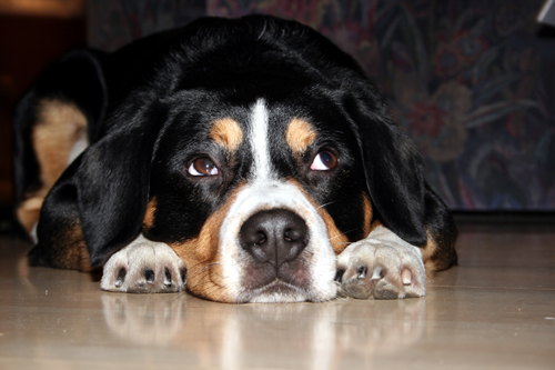 Tiere1