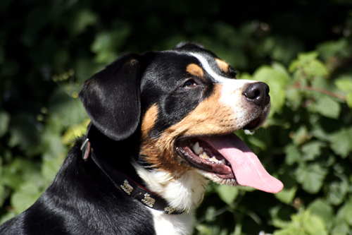 Tiere3