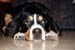 Tiere1