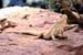 Tiere2