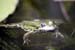 Tiere4